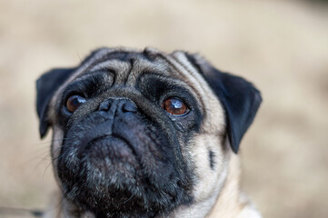 Obraz premium Portrait, small dog breed Pug