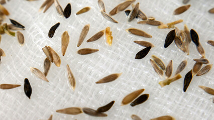 microgreen seedlings in the process of planting, many seeds on gauze, macro