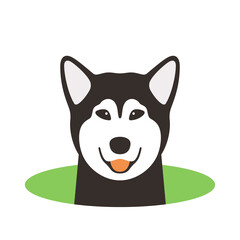 Alaskan Malamute dog come out of the hole, watching vector illustration
