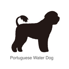 Portuguese Water dog on the hole, watching, vector illustration