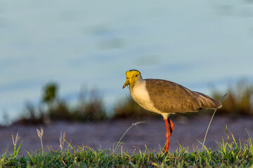 Masked Lapwing (spurwing plover) at the edge of a lake in the surroundings of Darwin, Australia