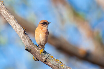 The whinchat (Saxicola rubetra) is a small migratory passerine bird