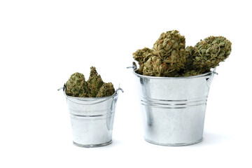 Dry cannabis, marijuana blooms in buckets on white background. Big hemp buds in pails. Harvest concept