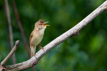 Blyth's reed warbler (Acrocephalus dumetorum) is an Old World warbler in the genus Acrocephalus