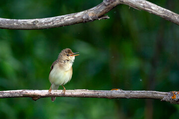 Blyth's reed warbler (Acrocephalus dumetorum) is an Old World warbler in the genus Acrocephalus