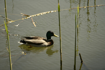 ducks on the lake
