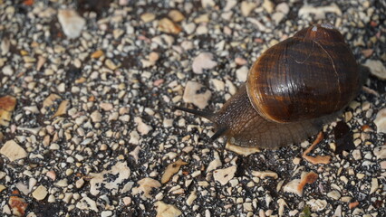Single snail  move slowly along on rough  rough wet stone texture