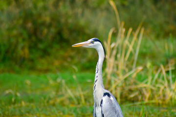 Fototapeta premium Gray heron, Ardea cinerea large common gray heron from lakes and rivers.