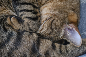 Sleeping cat curled up. Shallow depth of field