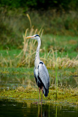 Gray heron, Ardea cinerea large common gray heron from lakes and rivers.
