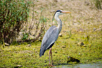 Gray heron, Ardea cinerea large common gray heron from lakes and rivers.