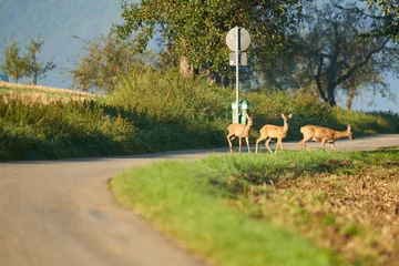 Fototapeten Danger from deer crossing (Wildwechsel), 3 animals cross the road in the morning. Rural area. © Jan