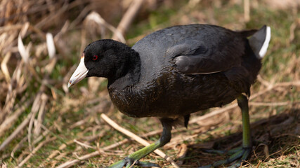 An American Coot with black body white bill and green feet walks downhill on a slope with dry stalks and new spring grass beginning to grow.