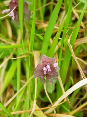 野原に咲く姫踊り子草