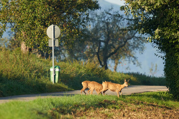 Danger from deer crossing (Wildwechsel), 3 animals cross the road in the morning. Rural area.