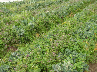 ホトケノザ咲く放置されたブロッコリー畑風景