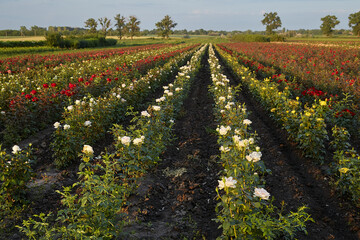 Farm flower plantation growing flowering rose bushes