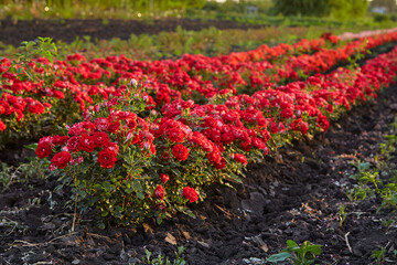 Field of roses on a flower farm