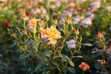 Field of roses on a flower farm