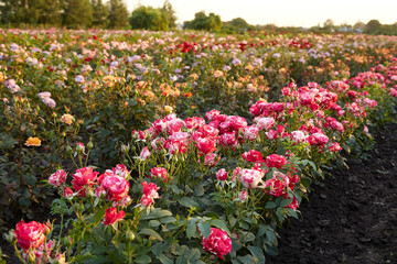 Farm flower plantation growing flowering rose bushes