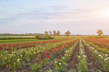 Farm flower plantation growing flowering rose bushes