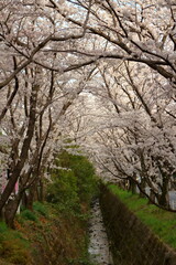 Fototapeta na wymiar 水路沿いに植えられた桜並木