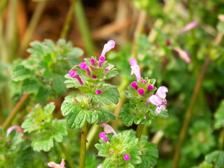 春の畑の畦に咲く満開のホトケノザ