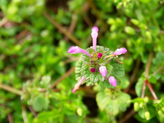 春の畑の畦に咲く満開のホトケノザ