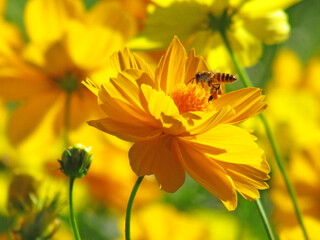Close up bees feeding on the nectar from the yellow cosmos flowers in the garden..