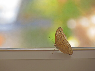 Butterfly perched on window pane against nature background.