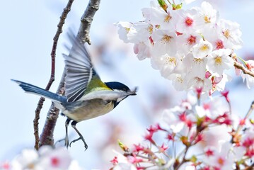満開のソメイヨシノにやってきた可愛い小鳥シジュウカラ