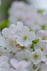 早春の花曇りの満開のさくら