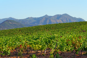 Fototapeta na wymiar Mountain and Linguizetta vineyards in eastern plain of Corsica