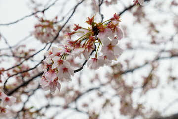花散らしの雨しずく