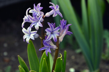 Beautiful blooming branch of hyacinth