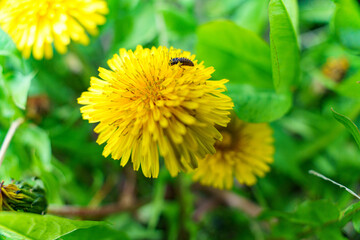 可愛い黄色い花のたんぽぽ