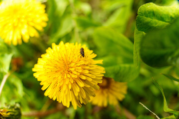 可愛い黄色い花のたんぽぽ