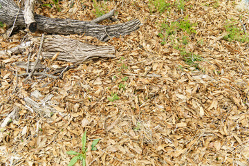 落ち葉のテクスチャ