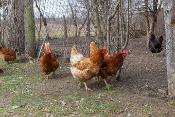 Chickens and a rooster, soft focus background
