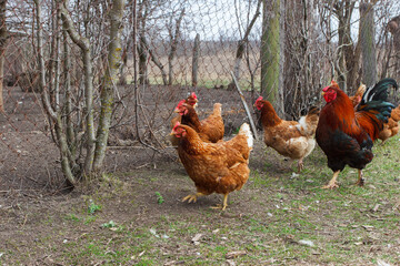 Chickens and a rooster, soft focus background