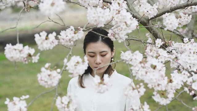 満開の桜の中を散策する女性