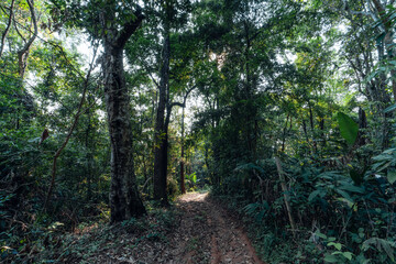 green trees in the summer forest