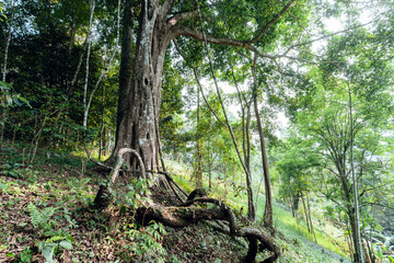 green trees in the summer forest