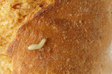 Caterpillar of indian meal moth on wheat bun bread. Storage pest of products.