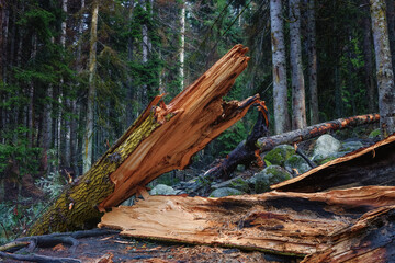 Big broken tree in the forest after the hurricane. Split trunk