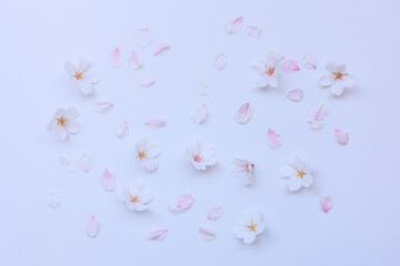 桜の花と花びら