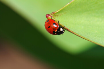 Ladybug crawls on a green leaf