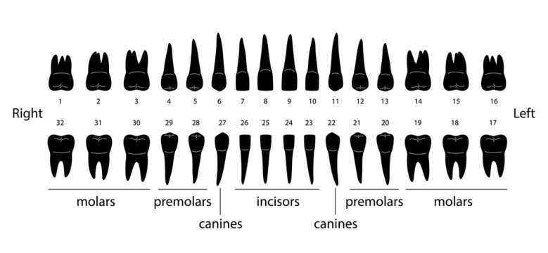 The chart of human teeth, vector illustration