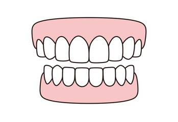 Human teeth model icon, vector illustration