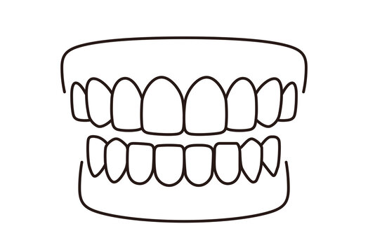 Human teeth model icon, vector illustration